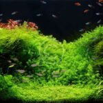 Top 5 Beginner-Friendly Aquarium Fish to Start With in the UAE