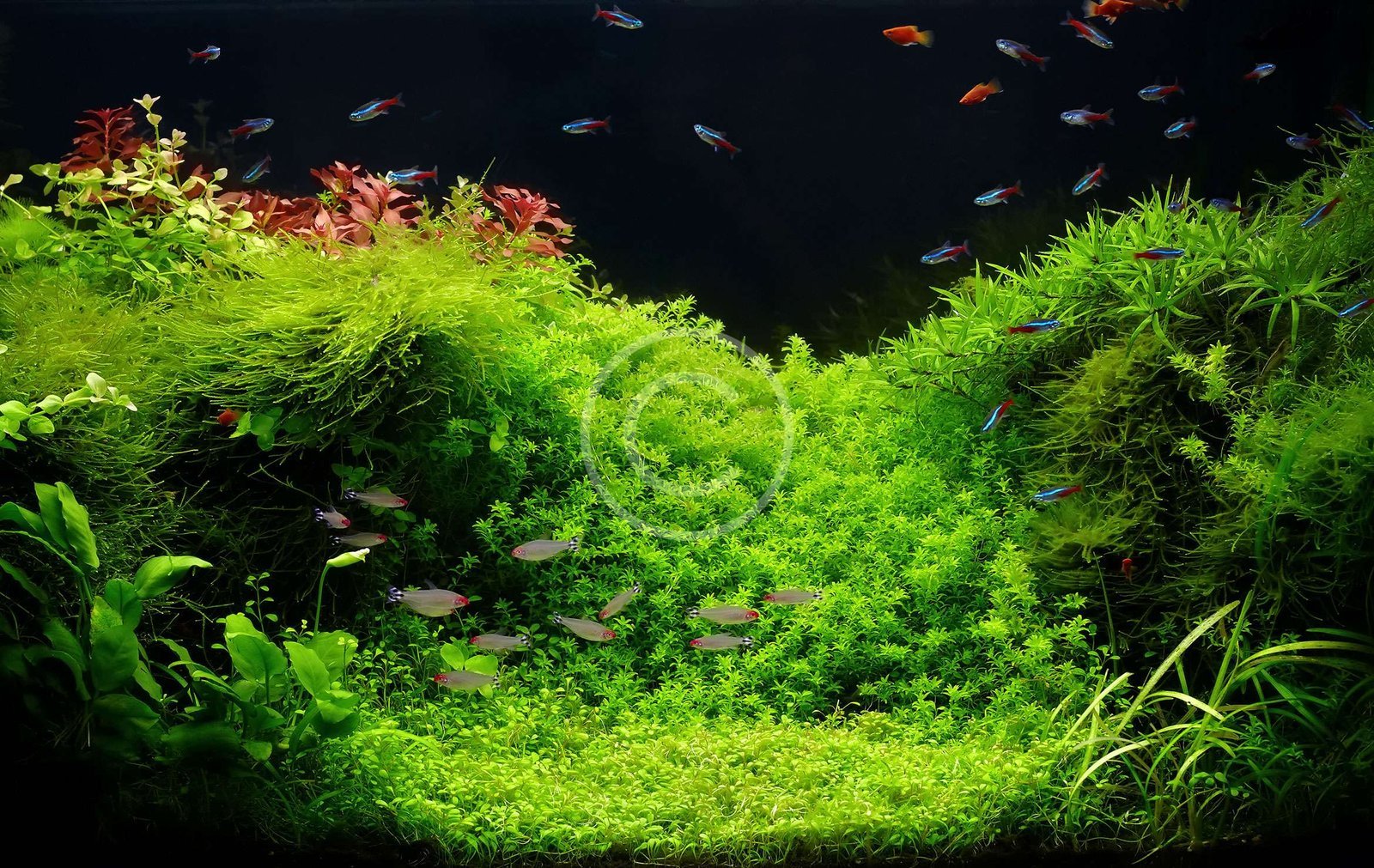 You are currently viewing Top 5 Beginner-Friendly Aquarium Fish to Start With in the UAE