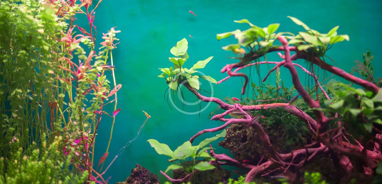 Read more about the article 🌿 Top 5 Aquatic Plants for a Stunning Freshwater Aquarium