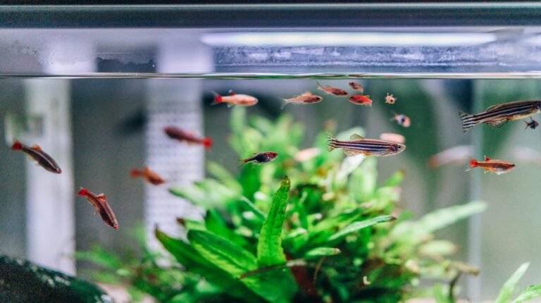 Read more about the article 🧼 Aquarium Cleaning & Maintenance Tips for UAE Residents