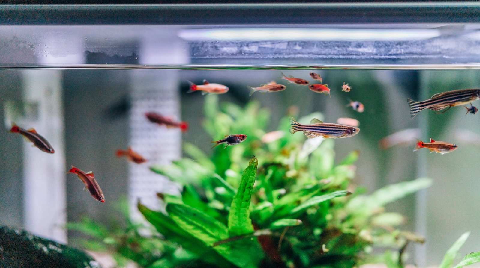 You are currently viewing 🧼 Aquarium Cleaning & Maintenance Tips for UAE Residents